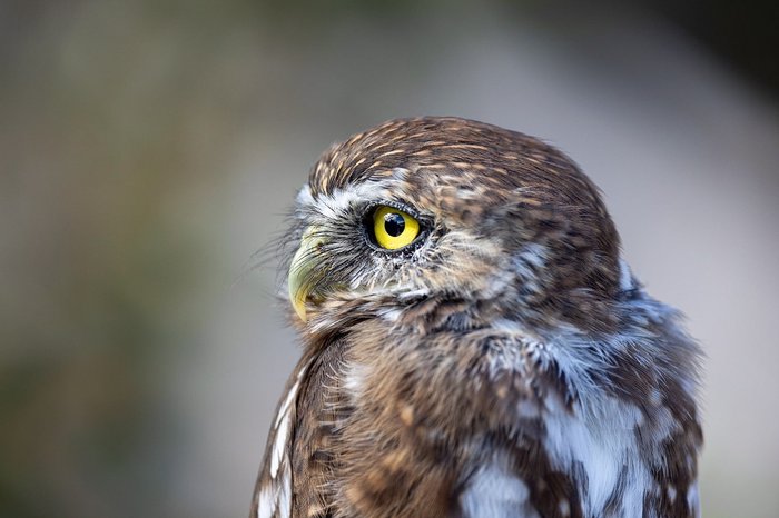 Patagonien-Sperlingskauz mit gelben Augen schaut zur Seite