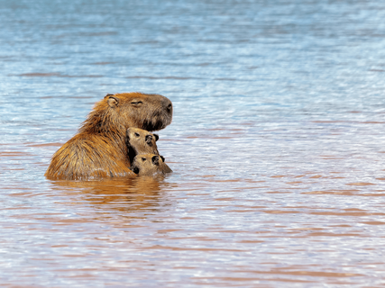 Capybara Mutter mit Welpen