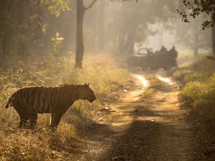 Tiger-Safari