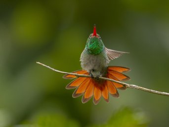 Kolibri mit orangenem Schwanz auf einem Ast