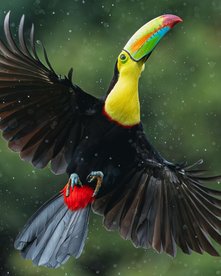 Tukan mit buntem Schnabel im Regen im Flug