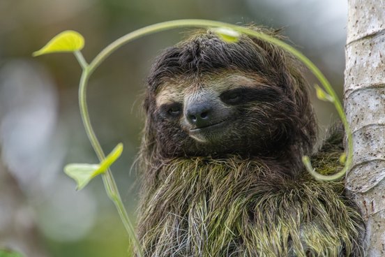 Faultier an einem Stamm mit einer Ranke ums Gesicht