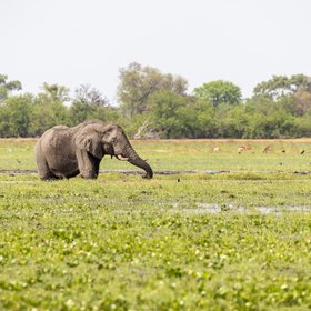 Ein Elefant steht am Ufer eines Flusses und frisst Wasserpflanzen
