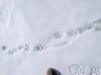 Spuren vom Schneeleopard im Schnee