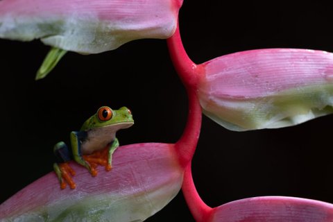 Costa Rica Pfeilgiftfrosch