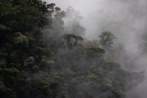 costa rica shuttle - Nebelwald