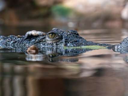Vietnam Rundreise 2 Wochen - Crocodile Lake