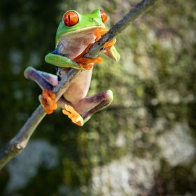 Rotaugenlaubfrosch an einem Ast in Costa Rica