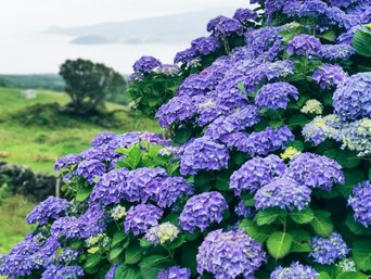 Blütenpracht blauer Hortensien füllen das Bild