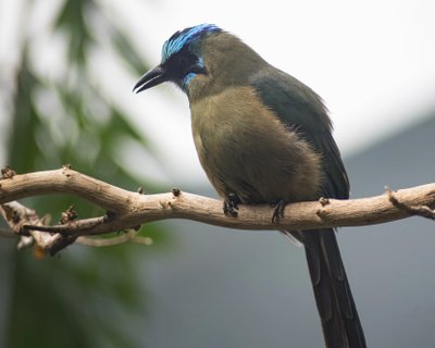 ?????????????????????????????????????????? The Andean Motmot (Momotus aequatorialis).