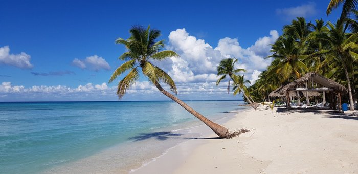 Schräge Palme am Strand  - Dominikanische Republik Highlights