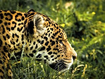 Jaguar im Dschungel