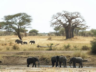 Elefanten unter Baobab Bäumen - Tansania Highlights