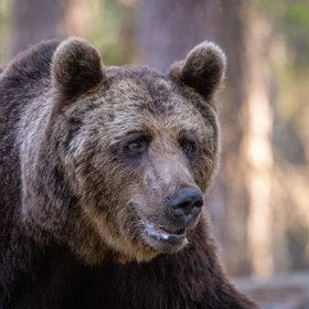 Nahaufnahme eines Braunbärs