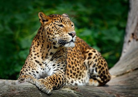 Privatreise Sri Lanka - ein majestätischer Leopard