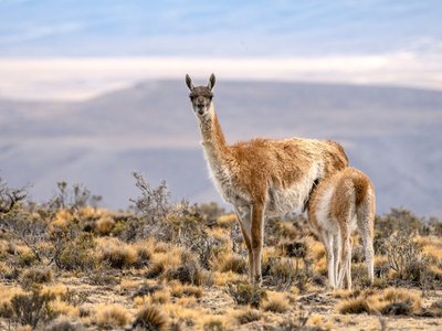 Weibliches Guanako, das in die Kamera schaut, füttert ihre Jungen mit einem Berg im Hintergrund 
