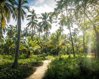 ???????????????????????????????????????????????????????????????????? Path on a Palm Tree Forest - Tayrona Natural National Park, Colombia