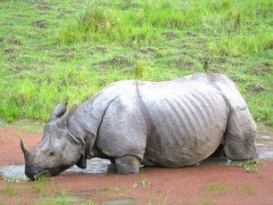 Panzernashorn in einem See in Kaziranga