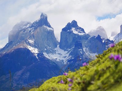 Blumenwiese und im Hintergrund schroffe Berge - Argentinien und Chile Highlights 
