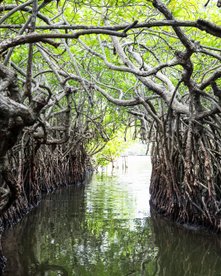 Mangrovenbäume wachsen entlang eines Wasserkanals und formen ein Dach