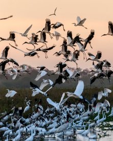 Großer Vogelschwarm in der Daemmerung in Pantanal 