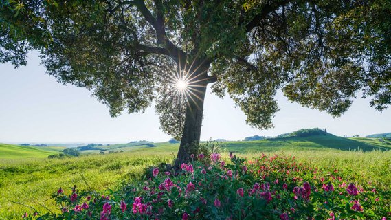 Sonnenlicht fällt durch die Blätter eines Baumes. Umrandet von grünem Gras und roten Blüten.