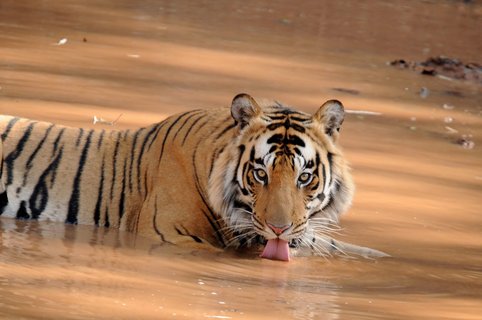 Südindien Rundreise - Ein Tiger im Wasserloch