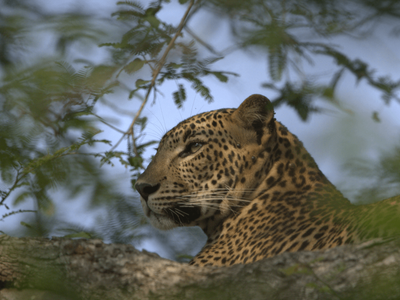 Beste Reisezeit Sri Lanka