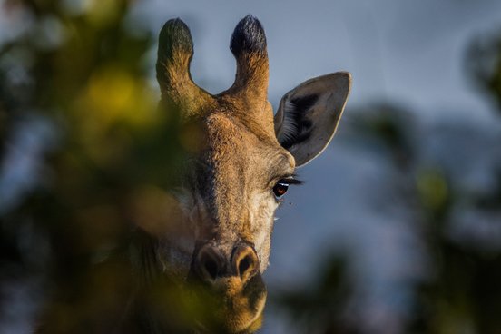 Kopf einer Giraffe halb hinter einem Baum versteckt