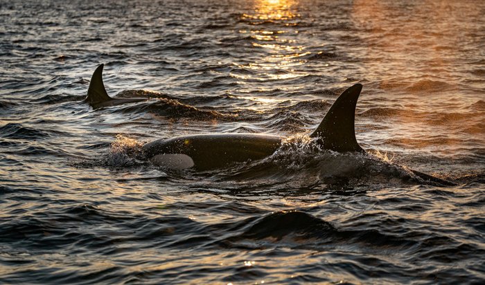 Zwei Orcas bei Sonnenuntergang