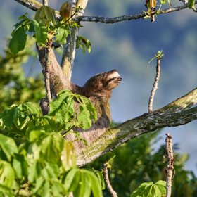 Faultier in einem Baum schaut sich um