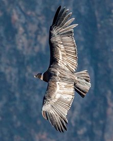 Condor im Flug