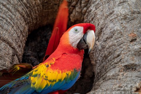 costa rica und panama rundreise - Ara Ambigua