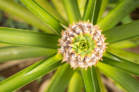 Ananas Costa Rica Rundreise 4 Wochen