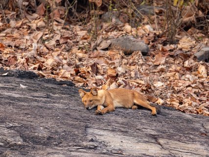 Rothund am Wurfplatz