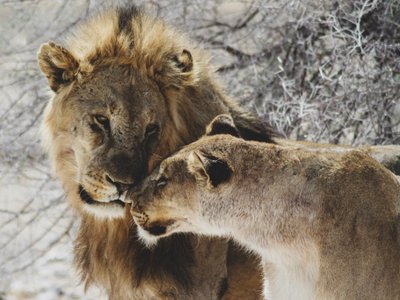 Männlicher Löwe und weibliche Löwin schauen sich in die Augen