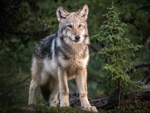Wolf im Wald