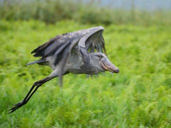 Schuhschnabel im Flug