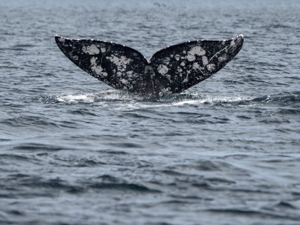????????????????????????????????????????????????????????????????????????????????????????????? A tail of diving Grey whale in magdalena bay laguna de san ignacio baja california sur mexico