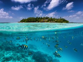 Geteilte Ansicht auf eine tropische Insel mit bunten Fischen im türkisfarbenen Meer, Kokospalmen und tiefblauem Himme