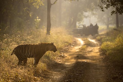 Indien tiger