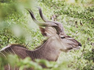 Kudu mit schönes Geweih im Dickicht