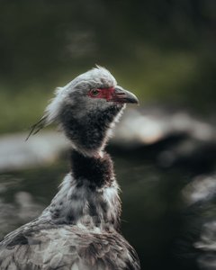 Nahaufnahme eines Chaja-Vogels mit weißem Gefieder am Kopf und rotem Bereich um das Auge