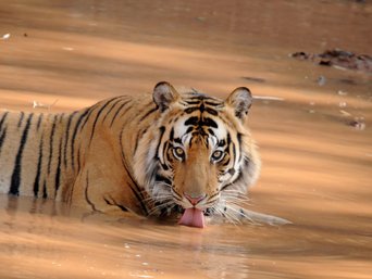 Tiger im Wasser trinkt