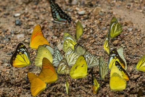 THAILAND PHETBURI KAENG KRACHAN NATIONAL PARK