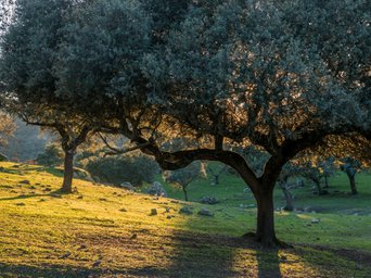 Morgenlicht strahlt einen Baum auf einer Wiese an