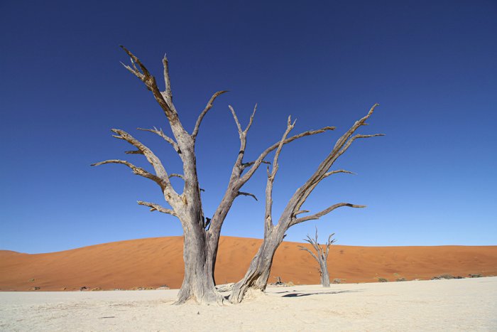 Abgestorbener Baum in der roten Wüste Namibias