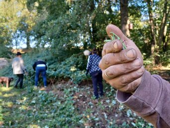 Gottesanbeterin auf einer Hand