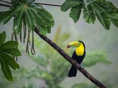 Costa Rica Fischertukan - Highlights in Costa Rica