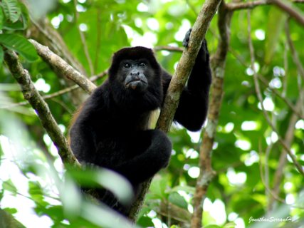 Costa Rica Roadtrip - Affe auf einem Baum 